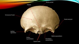 Eminencia Frontal
Apófisis
cigomática
Orificio
supraorbitario
Glabela
Escotadura
supraorbitaria
Borde supraorbitario
Espina nasal
Borde parietal
Borde temporal
 