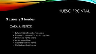 HUESO FRONTAL
3 caras y 3 bordes:
CARA ANTERIOR
• Sutura medio frontal o metópica
• Eminencia o elevación frontal o glabela
• Eminencia frontal lateral
• Arcos superciliares
• Cresta lateral del frontal
• Carilla lateral del frontal
 