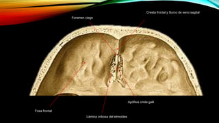 Cresta frontal y Surco de seno sagital
Foramen ciego
Apófisis crista galli
Lámina cribosa del etmoides
Fosa frontal
 