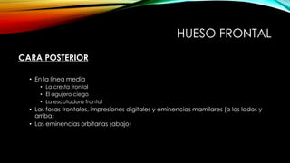 HUESO FRONTAL
CARA POSTERIOR
• En la línea media
• La cresta frontal
• El agujero ciego
• La escotadura frontal
• Las fosas frontales, impresiones digitales y eminencias mamilares (a los lados y
arriba)
• Las eminencias orbitarias (abajo)
 