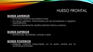 HUESO FRONTAL
BORDE ANTERIOR
• En la línea media la escotadura nasal
• Los arcos orbitarios, interrumpidos por las escotaduras o agujeros
supraorbitarios
• Termina Lateralmente: Apófisis orbitaria interna y externa
BORDE SUPERIOR
• Semicircular, dentellado, cortado a bisel
BORDE POSTERIOR
• Delgado cortante interrumpido en la parte central por la
escotadura etmoidal
 