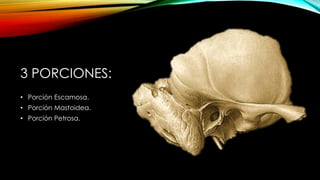 3 PORCIONES:
• Porción Escamosa.
• Porción Mastoidea.
• Porción Petrosa.
 