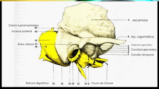 escamosa
Ap. cigomática
Tuberculo cigomático
Cavidad glenoidea
Condilo temporal
Cisura de GlasserRanura digastrica
Área cribosa
Cresta supramastoidea
Incisura parietal
 