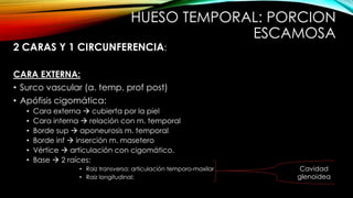 HUESO TEMPORAL: PORCION
ESCAMOSA
2 CARAS Y 1 CIRCUNFERENCIA:
CARA EXTERNA:
• Surco vascular (a. temp. prof post)
• Apófisis cigomática:
• Cara externa  cubierta por la piel
• Cara interna  relación con m. temporal
• Borde sup  aponeurosis m. temporal
• Borde inf  inserción m. masetero
• Vértice  articulación con cigomático.
• Base  2 raíces:
• Raiz transversa: articulación temporo-maxilar
• Raiz longitudinal:
Cavidad
glenoidea
 