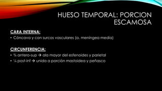 HUESO TEMPORAL: PORCION
ESCAMOSA
CARA INTERNA:
• Cóncava y con surcos vasculares (a. meníngea media)
CIRCUNFERENCIA:
• ¾ antero-sup  ala mayor del esfenoides y parietal
• ¼ post-inf  unida a porción mastoidea y peñasco
 
