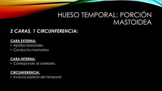 HUESO TEMPORAL: PORCIÓN
MASTOIDEA
2 CARAS, 1 CIRCUNFERENCIA:
CARA EXTERNA:
• Apófisis Mastoides
• Conducto mastoideo
CARA INTERNA:
• Corresponde al cerebelo.
CIRCUNFERENCIA:
• Incisura parietal del temporal
 