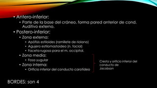 • Antero-inferior:
• Parte de la base del cráneo, forma pared anterior de cond.
Auditivo externo.
• Postero-inferior:
• Zona externa:
• Apófisis estiloides (ramillete de riolano)
• Agujero estilomastoideo (n. facial)
• Faceta rugosa para el m. occipital.
• Zona media:
• Fosa yugular
• Zona interna:
• Orificio inferior del conducto carotídeo
BORDES: son 4
Cresta y orificio inferior del
conducto de
Jacobson
 