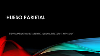 HUESO PARIETAL
CONFIGURACIÓN, HUESOS, MUSCULOS, ACCIONES, IRRIGACIÓN E INERVACIÓN
 