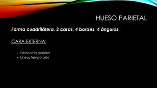 HUESO PARIETAL
Forma cuadrilátera, 2 caras, 4 bordes, 4 ángulos.
CARA EXTERNA:
• Eminencia parietal
• Líneas temporales
 