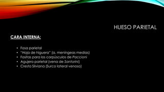HUESO PARIETAL
CARA INTERNA:
• Fosa parietal
• “Hoja de higuera” (a. meníngeas medias)
• Fositas para los corpúsculos de Paccioni
• Agujero parietal (vena de Santorini)
• Cresta Silviana (Surco lateral venoso)
 