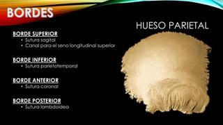 HUESO PARIETAL
BORDE SUPERIOR
• Sutura sagital
• Canal para el seno longitudinal superior
BORDE INFERIOR
• Sutura parietotemporal
BORDE ANTERIOR
• Sutura coronal
BORDE POSTERIOR
• Sutura lambdoidea
 
