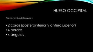 HUESO OCCIPITAL
Forma romboidal regular :
•2 caras (posteroinferior y anterosuperior)
•4 bordes
•4 ángulos
 