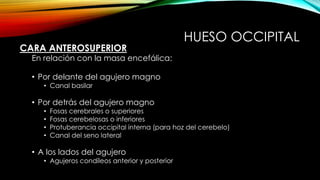 HUESO OCCIPITAL
CARA ANTEROSUPERIOR
En relación con la masa encefálica:
• Por delante del agujero magno
• Canal basilar
• Por detrás del agujero magno
• Fosas cerebrales o superiores
• Fosas cerebelosas o inferiores
• Protuberancia occipital interna (para hoz del cerebelo)
• Canal del seno lateral
• A los lados del agujero
• Agujeros condíleos anterior y posterior
 