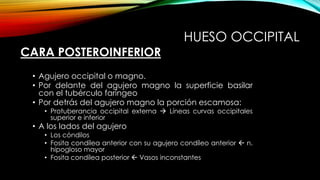 HUESO OCCIPITAL
CARA POSTEROINFERIOR
• Agujero occipital o magno.
• Por delante del agujero magno la superficie basilar
con el tubérculo faríngeo
• Por detrás del agujero magno la porción escamosa:
• Protuberancia occipital externa  Líneas curvas occipitales
superior e inferior
• A los lados del agujero
• Los cóndilos
• Fosita condílea anterior con su agujero condíleo anterior  n.
hipogloso mayor
• Fosita condílea posterior  Vasos inconstantes
 