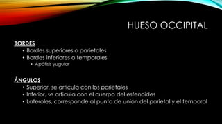 HUESO OCCIPITAL
BORDES
• Bordes superiores o parietales
• Bordes inferiores o temporales
• Apófisis yugular
ÁNGULOS
• Superior, se articula con los parietales
• Inferior, se articula con el cuerpo del esfenoides
• Laterales, corresponde al punto de unión del parietal y el temporal
 