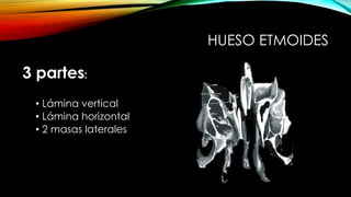 HUESO ETMOIDES
3 partes:
• Lámina vertical
• Lámina horizontal
• 2 masas laterales
 