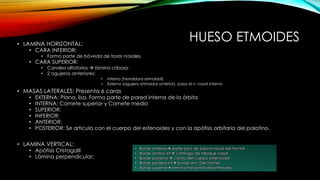 HUESO ETMOIDES• LAMINA HORIZONTAL:
• CARA INFERIOR:
• Forma parte de bóveda de fosas nasales.
• CARA SUPERIOR:
• Canales olfatorios  lámina cribosa
• 2 agujeros anteriores:
• interno (hendidura etmoidal)
• Externo (agujero etmoidal anterior), pasa el n. nasal interno
• MASAS LATERALES: Presenta 6 caras
• EXTERNA: Plana, lisa. Forma parte de pared interna de la órbita
• INTERNA: Cornete superior y Cornete medio
• SUPERIOR:
• INFERIOR:
• ANTERIOR:
• POSTERIOR: Se articula con el cuerpo del esfenoides y con la apófisis orbitaria del palatino.
• LAMINA VERTICAL:
• Apófisis Cristagalli
• Lámina perpendicular:
• Borde anterior parte post de espina nasal del frontal
• Borde antero-inf cartílago de tabique nasal
• Borde posterior cresta del cuerpo esfenoidal
• Borde postero-inf borde ant. Del Vómer
• Borde superior lámina horizontal del etmoides
 