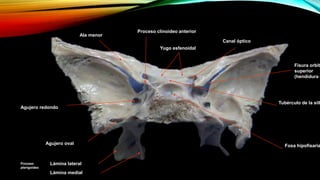 Yugo esfenoidal
Tubérculo de la sill
Agujero redondo
Agujero oval
Lámina lateral
Lámina medial
Proceso
pterigoideo
Ala menor
Canal óptico
Proceso clinoideo anterior
Fisura orbit
superior
(hendidura e
Fosa hipofisaria
 