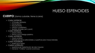 HUESO ESFENOIDES
CUERPO: (forma cuboide, tiene 6 caras)
• CARA SUPERIOR:
• 2 Canales olfatorios
• Canal óptico
• Fosa pituitaria
• Lámina cuadrilátera
• Apófisis clinoides (ant y post)
• CARA INFERIOR:
• Cresta inferior
• Forma cond. Pterigo-palatino
• CARA ANTERIOR:
• Cresta anterior
• Entrada de senos esfenoidales y superficie para masas laterales
• CARA POSTERIOR:
• Unida al occipital
• CARAS LATERALES:
• Superficie de implantación de alas mayores
• Canal en “S itálica” (canal cavernoso)
 