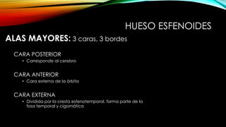 ALAS MAYORES: 3 caras, 3 bordes
CARA POSTERIOR
• Corresponde al cerebro
CARA ANTERIOR
• Cara externa de la órbita
CARA EXTERNA
• Dividida por la cresta esfenotemporal, forma parte de la
fosa temporal y cigomática
HUESO ESFENOIDES
 