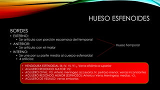HUESO ESFENOIDES
BORDES
• EXTERNO:
• Se articula con porción escamosa del temporal
• ANTERIOR:
• Se articula con el malar
• INTERNO:
• Se une por su parte media al cuerpo esfenoidal
• 4 orificios:
• HENDIDURA ESFENOIDAL: III, IV, VI, V13, Vena oftálmica superior
• AGUJERO REDONDO MAYOR: V2
• AGUJERO OVAL: V3, Arteria meníngea accesoria, N. petroso menor, venas inconstantes
• AGUJERO REDONDO MENOR (ESPINOSO): Arteria y Vena Meníngeas medias, v31
• AGUJERO DE VESALIO: venas emisarias
Hueso Temporal
 