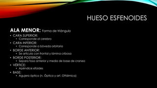 HUESO ESFENOIDES
ALA MENOR: Forma de triángulo
• CARA SUPERIOR:
• Corresponde al cerebro
• CARA INFERIOR:
• Corresponde a bóveda orbitaria
• BORDE ANTERIOR:
• Se articula con frontal y lámina cribosa
• BORDE POSTERIOR:
• Separa fosa anterior y media de base de craneo
• VÉRTICE:
• Apéndice xifoides
• BASE:
• Agujero óptico (n. Óptico y art. Oftálmica)
 