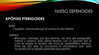 APÓFISIS PTERIGOIDES
BASE
• Superior, atravesada por el conducto de Vidiano
VERTICE
• Bifurcado, formado por dos láminas, las alas del pterigoides,
interna y externa, esta última termina con un gancho por el
cual se desliza el tendón del músculo periestafilino externo.
Entre las dos alas se encuentra la escotadura que, esta
ocupada por la apófisis piramidal del palatino
HUESO ESFENOIDES
 