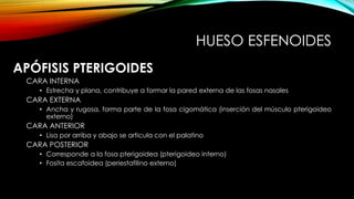 APÓFISIS PTERIGOIDES
CARA INTERNA
• Estrecha y plana, contribuye a formar la pared externa de las fosas nasales
CARA EXTERNA
• Ancha y rugosa, forma parte de la fosa cigomática (inserción del músculo pterigoideo
externo)
CARA ANTERIOR
• Lisa por arriba y abajo se articula con el palatino
CARA POSTERIOR
• Corresponde a la fosa pterigoidea (pterigoideo interno)
• Fosita escafoidea (periestafilino externo)
HUESO ESFENOIDES
 