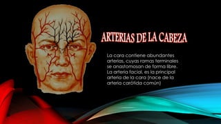 La cara contiene abundantes
arterias, cuyas ramas terminales
se anastomosan de forma libre.
La arteria facial, es la principal
arteria de la cara (nace de la
arteria carótida común)
 