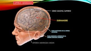 ARTERIAS MENINGEAS
ARTERIA MENINGEA MEDIA
SENO SAGITAL SUPERIO
DURAMADRE
RAMA MENINGEA ANTERIOR DE LA
ARTERIA ETMOIDAL ANTERIOR
RAMA MASTOIDEA DE LA ARTERIA
OCCIPITAL
 