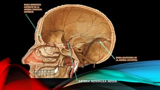 ARTERIA MENINGEA MEDIA
RAMA MENINGEA
ANTERIOR DE LA
ARTERIA ETMOIDAL
ANTERIOR
RAMA MASTOIDEA DE
LA ARTERIA OCCIPITAL
 