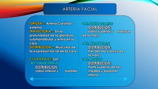 ORIGEN→ Arteria Carótida
externa
TRAYECTORIA→ En la
profundidad de la glándula
submandibular y entra en la
cara.
DISTRIBUCIÓN→ Músculos de
la expresión facial de la cara
COLATERALES: Son:
•Art. Labial inferior
DISTRIBUCIÓN:
Labio inferior y barbilla
•Art. Labial superior
DISTRIBUCIÓN:
Labio superior y tabique
de la nariz
•Art. Nasal lateral
DISTRIBUCIÓN:
Piel del ala y dorso de
la nariz
•Art. Angular
DISTRIBUCIÓN:
Parte superior de las
mejillas y párpado
inferior
ARTERIA FACIAL
 