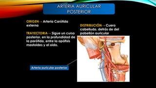 ORIGEN→ Arteria Carótida
externa
TRAYECTORIA→ Sigue un curso
posterior, en la profundidad de
la parótida, entre la apófisis
mastoides y el oido.
DISTRIBUCIÓN→ Cuero
cabelludo, detrás de del
pabellón auricular
ARTERIA AURICULAR
POSTERIOR
Arteria auricular posterior
 