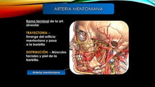Rama terminal de la art.
alveolar
TRAYECTORIA→
Emerge del orificio
mentoniano y pasa
a la barbilla
DISTRIBUCIÓN→ Músculos
faciales y piel de la
barbilla.
ARTERIA MENTONIANA
Arteria mentoniana
 
