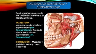 Son Ramas terminales de la
art. Oftálmica, rama de la art.
Carótida interna.
TRAYECTORIA→
Asciende desde el orificio
supraorbitario (Art.
Supraorbitaria) y Asciende
desde la escotadura
supratroclear (Art.
Supratroclear)
DISTRIBUCIÓN→ Músculos y
piel de la frente y cuero
cabelludo
ARTERIAS SUPRAORBITARIA Y
SUPRATROCLEAR
 