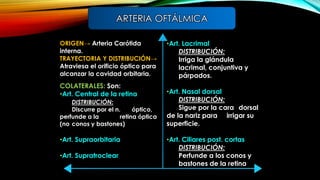 ORIGEN→ Arteria Carótida
interna.
TRAYECTORIA Y DISTRIBUCIÓN→
Atraviesa el orificio óptico para
alcanzar la cavidad orbitaria.
COLATERALES: Son:
•Art. Central de la retina
DISTRIBUCIÓN:
Discurre por el n. óptico,
perfunde a la retina óptica
(no conos y bastones)
•Art. Supraorbitaria
•Art. Supratroclear
•Art. Lacrimal
DISTRIBUCIÓN:
Irriga la glándula
lacrimal, conjuntiva y
párpados.
•Art. Nasal dorsal
DISTRIBUCIÓN:
Sigue por la cara dorsal
de la nariz para irrigar su
superficie.
•Art. Ciliares post. cortas
DISTRIBUCIÓN:
Perfunde a los conos y
bastones de la retina
ARTERIA OFTÁLMICA
 