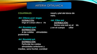 COLATERALES:
•Art. Ciliares post. largas
DISTRIBUCIÓN:
Irriga el cuerpo ciliar e iris
•Art. Etmoidal post.
DISTRIBUCIÓN:
A las celdas etmoidales
posteriores
•Art. Etmoidal ant.
DISTRIBUCIÓN:
Perfunde las celdas
etmoidales anteriores y
medias, seno frontal, cavidad
nasal y piel del dorso de
nariz.
•Art. Ciliar ant.
DISTRIBUCIÓN:
forma una red en el iris
y en el cuerpo ciliar
ARTERIA OFTÁLMICA
 