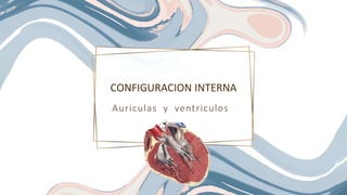 Auriculas y ventriculos
CONFIGURACION INTERNA
 
