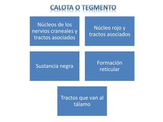 Núcleos de los
nervios craneales y
tractos asociados
Núcleo rojo y
tractos asociados
Sustancia negra
Formación
reticular
Tractos que van al
tálamo
 