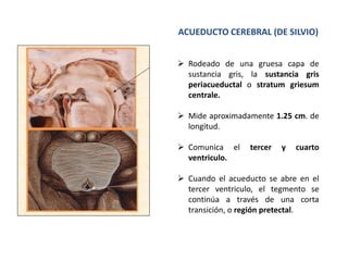 ACUEDUCTO CEREBRAL (DE SILVIO)
 Rodeado de una gruesa capa de
sustancia gris, la sustancia gris
periacueductal o stratum griesum
centrale.
 Mide aproximadamente 1.25 cm. de
longitud.
 Comunica el tercer y cuarto
ventriculo.
 Cuando el acueducto se abre en el
tercer ventriculo, el tegmento se
continúa a través de una corta
transición, o región pretectal.
 