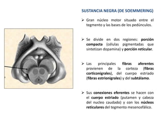 SUSTANCIA NEGRA (DE SOEMMERING)
 Gran núcleo motor situado entre el
tegmento y las bases de los pedúnculos.
 Se divide en dos regiones: porción
compacta (células pigmentadas que
sintetizan dopamina) y porción reticular.
 Las principales fibras aferentes
provienen de la corteza (fibras
corticonigrales), del cuerpo estriado
(fibras estrionigrales) y del subtálamo.
 Sus conexiones eferentes se hacen con
el cuerpo estriado (putamen y cabeza
del nucleo caudado) y con los núcleos
reticulares del tegmento mesencefálico.
 