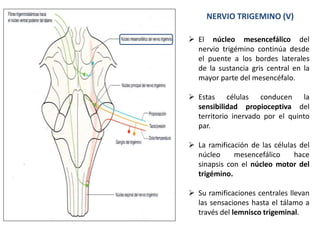 NERVIO TRIGEMINO (V)
 El núcleo mesencefálico del
nervio trigémino continúa desde
el puente a los bordes laterales
de la sustancia gris central en la
mayor parte del mesencéfalo.
 Estas células conducen la
sensibilidad propioceptiva del
territorio inervado por el quinto
par.
 La ramificación de las células del
núcleo mesencefálico hace
sinapsis con el núcleo motor del
trigémino.
 Su ramificaciones centrales llevan
las sensaciones hasta el tálamo a
través del lemnisco trigeminal.
 