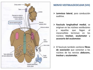 NERVIO VESTIBULOCOCLEAR (VIII)
 Lemnisco lateral, para conducción
auditiva.
 Fascículo longitudinal medial, se
originan en los núcleos vestibulares
y aquellas que llegan al
mesencéfalo terminan en los
núcleos troclear, oculomotor y
accesorio del oculomotor.
 El fascículo también contiene fibras
de asociación que conectan a los
núcleos de los nervios abducens,
troclear y oculomotor.
 