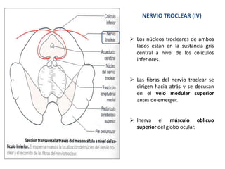NERVIO TROCLEAR (IV)
 Los núcleos trocleares de ambos
lados están en la sustancia gris
central a nivel de los colículos
inferiores.
 Las fibras del nervio troclear se
dirigen hacia atrás y se decusan
en el velo medular superior
antes de emerger.
 Inerva el músculo oblicuo
superior del globo ocular.
 