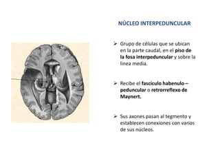 NÚCLEO INTERPEDUNCULAR
 Grupo de células que se ubican
en la parte caudal, en el piso de
la fosa interpeduncular y sobre la
linea media.
 Recibe el fascículo habenulo –
peduncular o retrorreflexo de
Maynert.
 Sus axones pasan al tegmento y
establecen conexiones con varios
de sus núcleos.
 