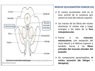 NERVIO OCULOMOTOR COMÚN (III)
 El núcleo oculomotor está en el
área ventral de la sustancia gris
central al nivel del colículo superior.
 Los tractos de las fibras del núcleo
atraviesan el núcleo rojo y luego
emergen a los lados de la fosa
interpeduncular.
 Inerva a los músculos
extraoculares, con excepción del
recto lateral y el oblicuo superior y
también inerva a las fibras
estriadas del musculo elevador del
parpado.
 Un componente parasimpático, el
núcleo accesorio (de Edinger –
Westphal).
 