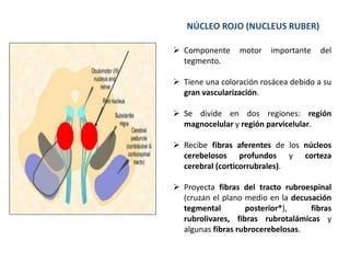 NÚCLEO ROJO (NUCLEUS RUBER)
 Componente motor importante del
tegmento.
 Tiene una coloración rosácea debido a su
gran vascularización.
 Se divide en dos regiones: región
magnocelular y región parvicelular.
 Recibe fibras aferentes de los núcleos
cerebelosos profundos y corteza
cerebral (corticorrubrales).
 Proyecta fibras del tracto rubroespinal
(cruzan el plano medio en la decusación
tegmental posterior*), fibras
rubrolivares, fibras rubrotalámicas y
algunas fibras rubrocerebelosas.
 