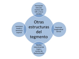Otras
estructuras
del
tegmento
Formación
reticular,
núcleos del
rafe y locus
cerúleo
Fascículo
longitudinal
dorsal
Núcleo
intersticial de
Cajal y
núcleo de
Darkschewitz
Lemnisco
medio y
lemnisco
espinal
 