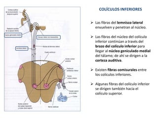COLÍCULOS INFERIORES
 Las fibras del lemnisco lateral
envuelven y penetran al núcleo.
 Las fibras del núcleo del colículo
inferior continúan a través del
brazo del colículo inferior para
llegar al núcleo geniculado medial
del tálamo; de ahí se dirigen a la
corteza auditiva.
 Existen fibras comisurales entre
los colículos inferiores.
 Algunas fibras del colículo inferior
se dirigen también hacia el
colículo superior.
 