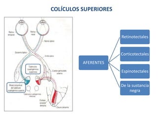 AFERENTES
Retinotectales
Corticotectales
Espinotectales
De la sustancia
negra
COLÍCULOS SUPERIORES
 